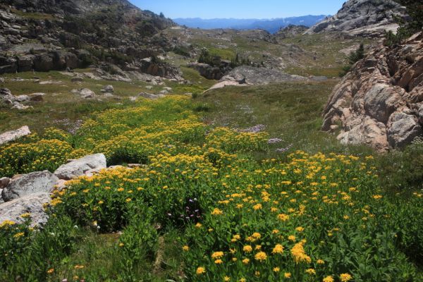 We descend a valley blanketed by wildflowers south of Maryott Lake en route to Crystal Lake.
