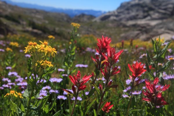 Indian Paintbrush, daisies in blanket the floor of the valley.
