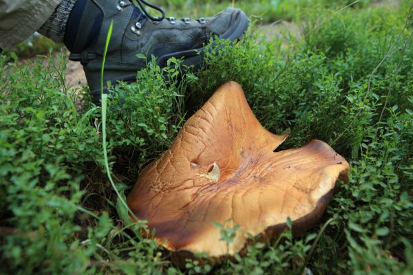 Another huge mushroom!
