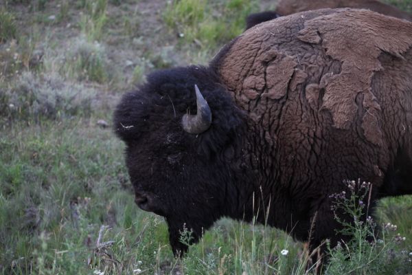 Bison in Lamar Valley, Yellowstone.
