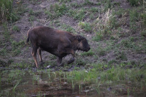 Bison calf in Lamar Valley, Yellowstone.
