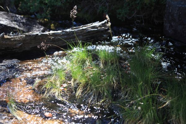 Cascading stream above trail below Edith Lake.  This was the first of several crossings of this stream climbing to Edith Lake.
