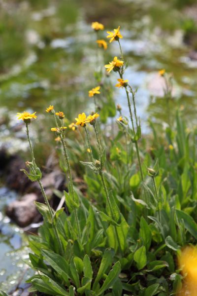 Flowers at a stream crossing before the final climb to the saddle between Ardeth and Spangle lakes.
