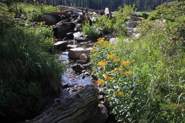 Outlet stream; Spangle Lake.
