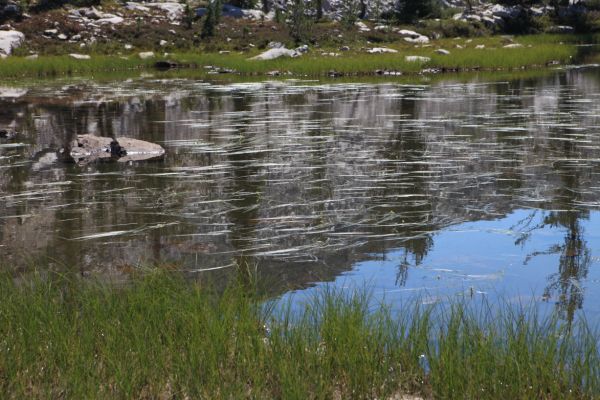 Grass, relection in lake; Ten Lakes Basin at 8881'.
