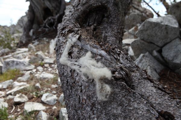 Animal hair rubbed off on a pine at the top of the notch.  We were not the only ones who used this route!
