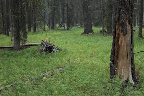 Lush meadow above Pettit Lake.
