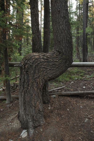 Strange tree. 
