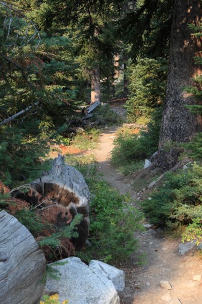 Dappled morning on the trail.
