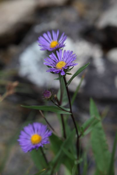 Wildflowers along the creek.
