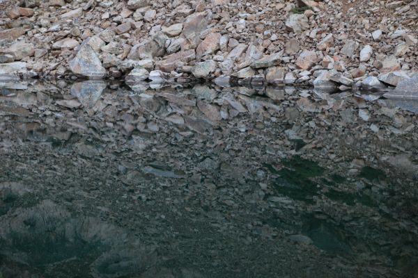 Reflections near outlet; Goat Lake. 
