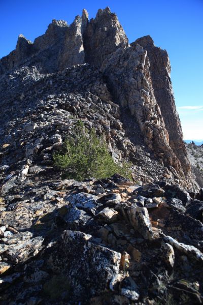 Looking toward Thompson Peak from the Thompson/Mickeys Spire Saddle, it is difficult to pick out the summit.  We decided it was the pinnacle on the left; it looks higher, and has a shape closer to that of Thompson as viewed from Goat Lake.
