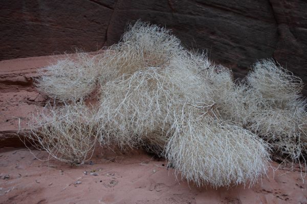 Tumbleweeds find their way into the slot from the rim above.
