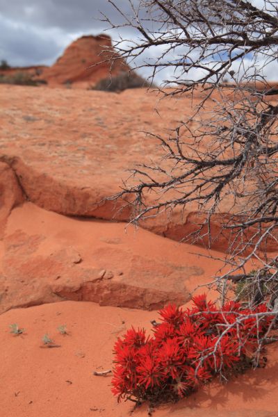 This was one of two Indian Paintbrush I saw on the entire hike.  The red was so prominent, I thought someone had lost a red nylon bad of some sort.
