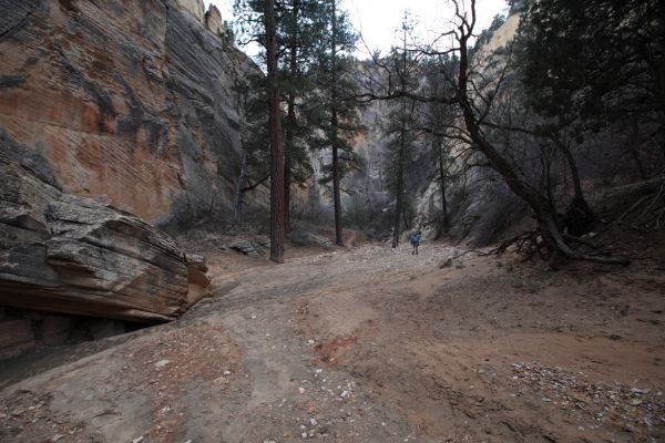 Unlike many of the canyons we have negotiated this trip, Lick Wash has Ponderosa Pines and Douglas fir.
