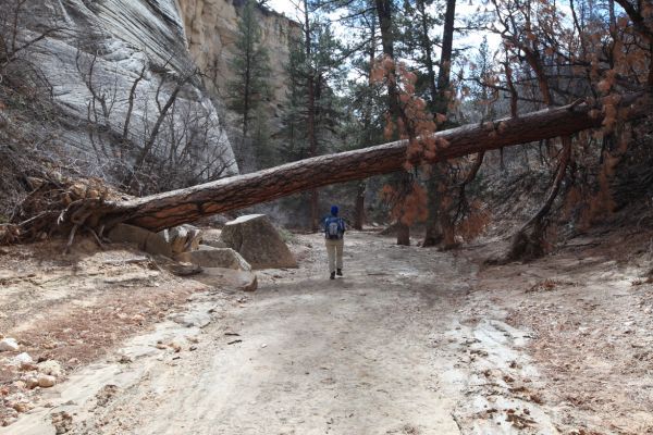 This Ponderosa Pine was brought down during a recent period of high water.
