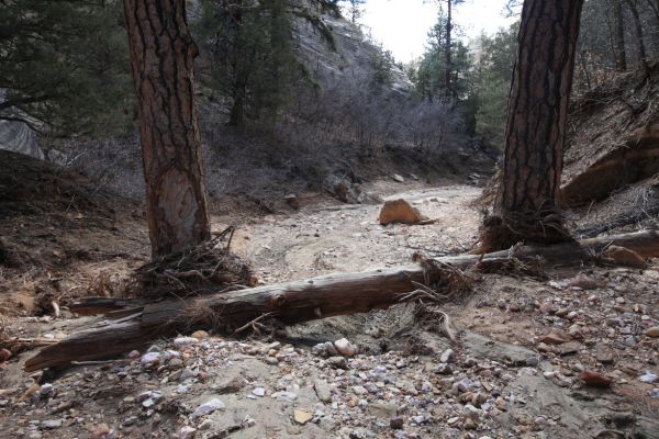 A log forms a dam between two Ponderosa Pines.
