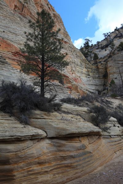 There are nice views of colorful banding in the sandstone.  We decide to turn around shortly after this point, having descended about 2 miles at most.
