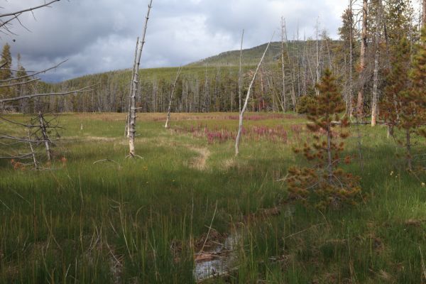 "Bobbie Sox" trees, killed when minerals in the runoff from nearby thermal features plugged the trees' bases, leaving them white; Artist Paint Pots trail.
