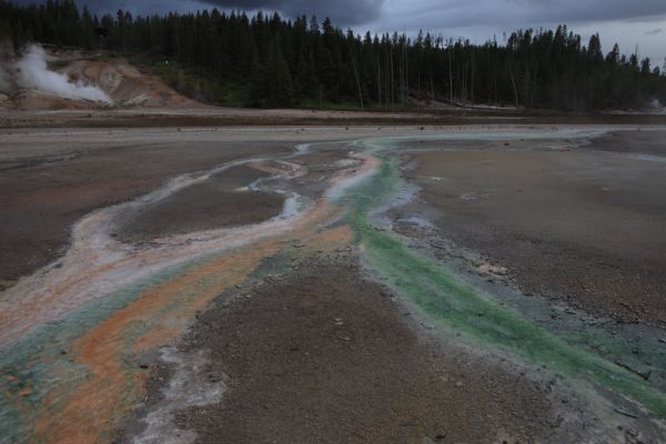 Lime-green Cyanidium algae and Orange cyanobacteria bacteria thrive in the varying temperatures of the acidic hot springs.
