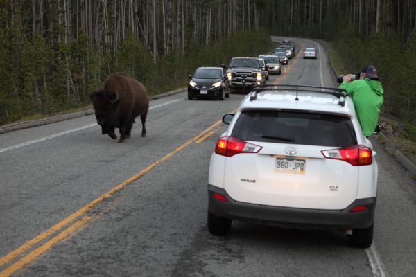 Cars wait for a legal stretch of highway to pass slow moving bison who refuses to stay to the right.
