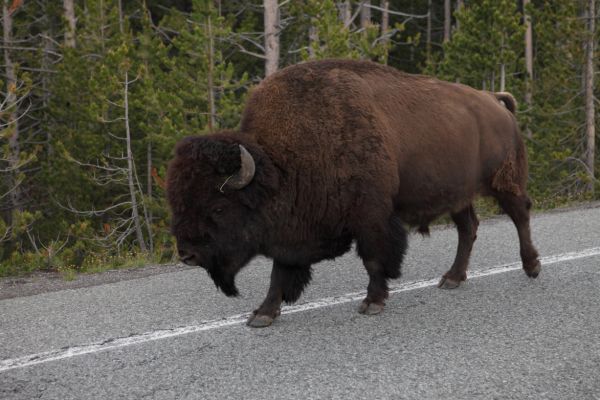 Bison headed west about 6 miles east of Canyon Village.
