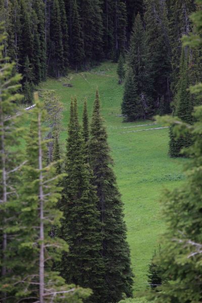 Meadows east of road near Dunraven Pass.
