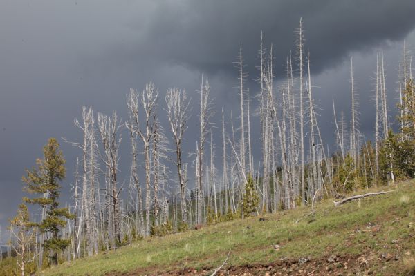 Whitebark pines stand in contrast to the dark clouds of an approaching thunderstorm; viewpoint at Chittenden Road.
