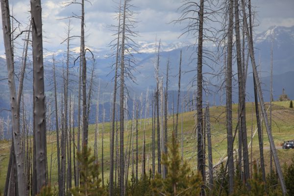 Whitebark pines and thunderstorm over the Gallatin Range; viewpoint at Chittenden Road.
