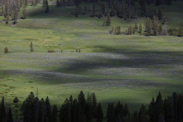 Meadow near Antelope Creek.
