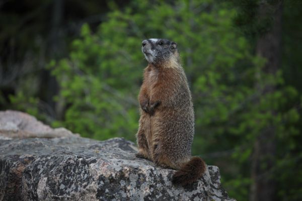 Marmot posing for camera at turnout north of Tower Fall.
