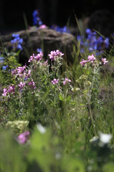 Fireweed and Lupine near Undine Falls.
