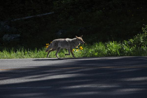 Coyote traveling the highway west of Undine Falls.
