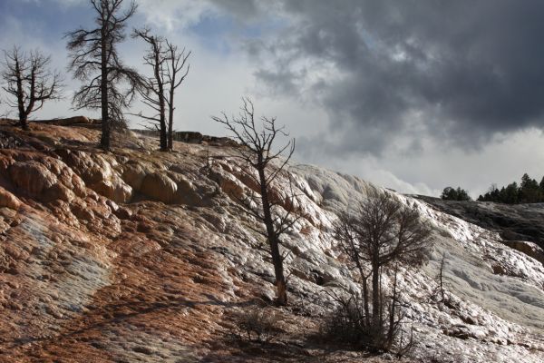 Palette Spring; Mammoth Hot Springs.  The palette of brown, green, and orange is due to the presence of various heat-tolerant bacteria.
