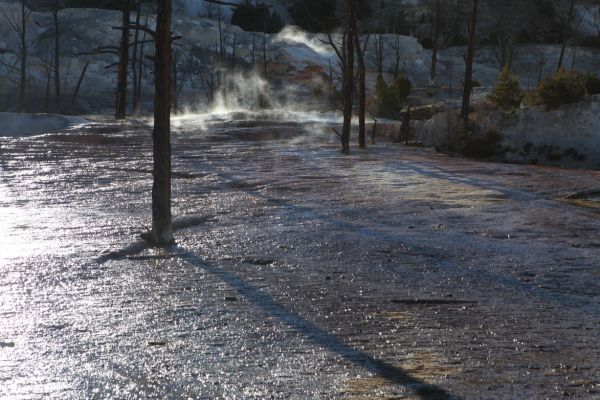 Spring on Upper Terrace Drive; Mammoth Hot Springs.
