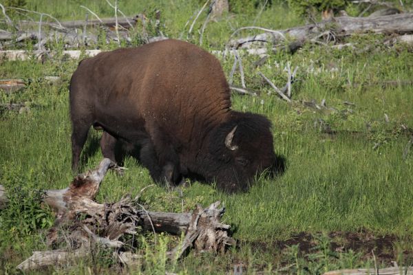 Bison in meadow northeast of Swan Lake.
