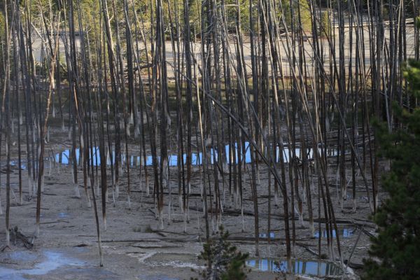 Cistern Spring; Back Basin, Norris Geyser Basin.
