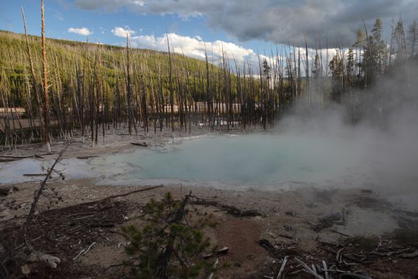 Cistern Spring; Back Basin, Norris Geyser Basin.
