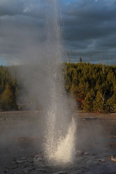 Minute Geyser; Back Basin, Norris Geyser Basin.
