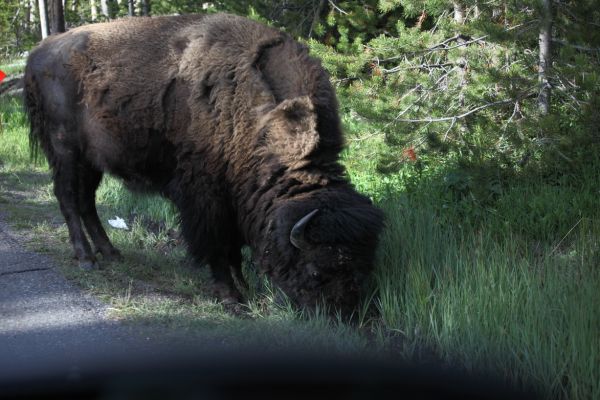 Bison near Biscuit Basin.
