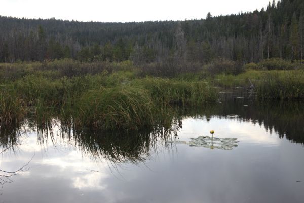 A lone lily blooms above the flooded meadow west of Stanley Lake.
