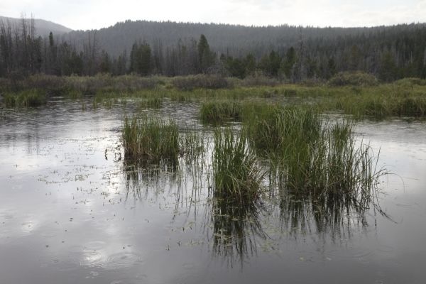 Grasses in the flooded meadow west of Stanley Lake.
