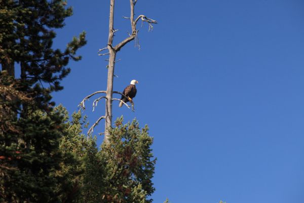 We didn't see this bald eagle with any fish either.  He watched the river from this tree above our campsite for several minutes, and then flew upstream.
