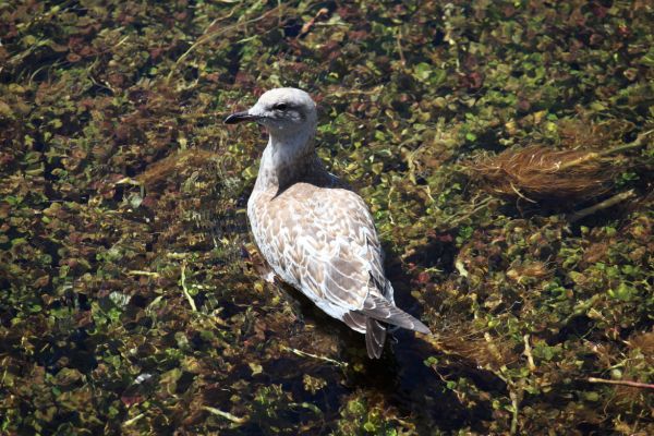 Gull patiently waits for dinner; Henry's Fork, just below bridge at Big Springs.
