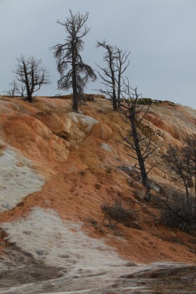 Palette Spring; Mammoth Hot Springs. The palette of brown, green, and orange is due to the presence of various heat-tolerant bacteria.
