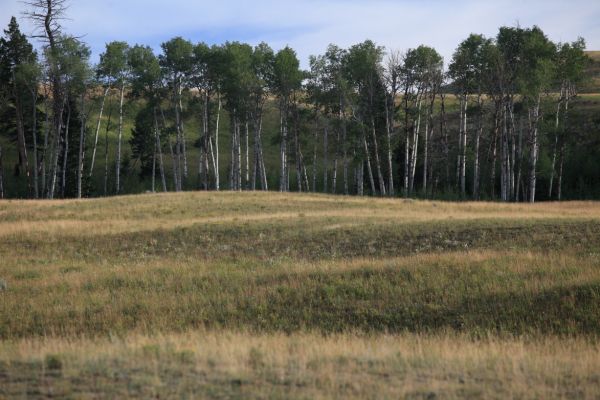 Aspen, Blacktail Plateau Drive.
