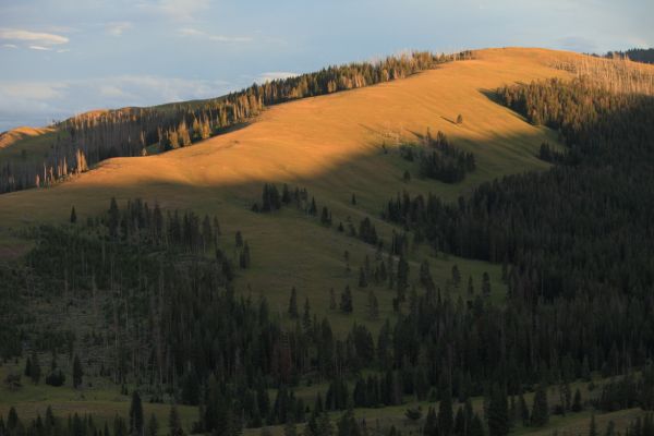 View east from vicinity of Dunraven Pass.
