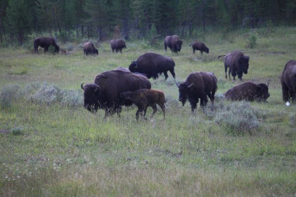 Bison rut near Yellowstone River bridge, Canyon area.
