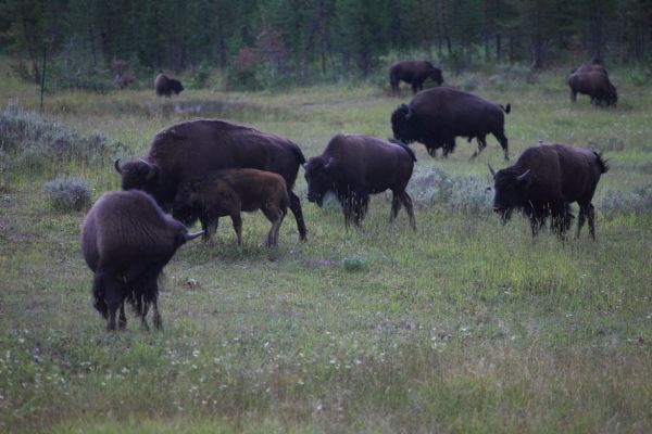 Bulls display their dominance by bellowing, wallowing, and fighting other bulls.  Several rangers were keeping check on the growing crowd of park visitors observing this August spectacle.
