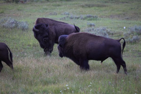 Every few minutes, it sounded like a fight was about to break out between bulls.  Rangers warned spectators to keep their distance
